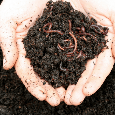 Hudsonville couple uses worms to dispose of household waste